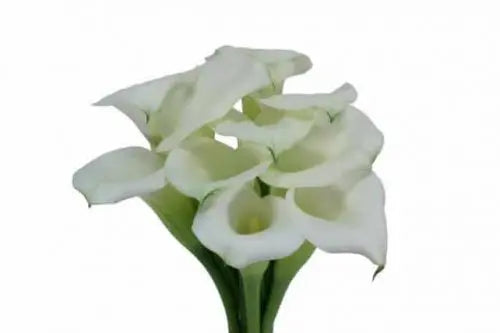 White Mini Calla Lily 60, 100, 120 or 200 Stems