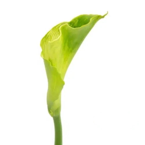 Green Goddess Calla Lily 36 Stems