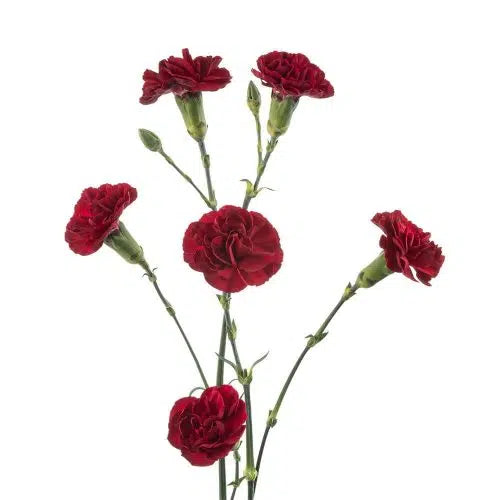 Burgundy Mini Carnation 150 or 300 Stems