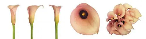 Peach Mini Calla Lily Flower 60, 100 or 200 Stems