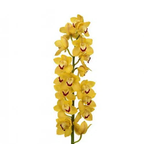 Yellow Cymbidium Orchid 10 stems