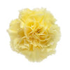 Yellow Carnation 175 or 350 Stems