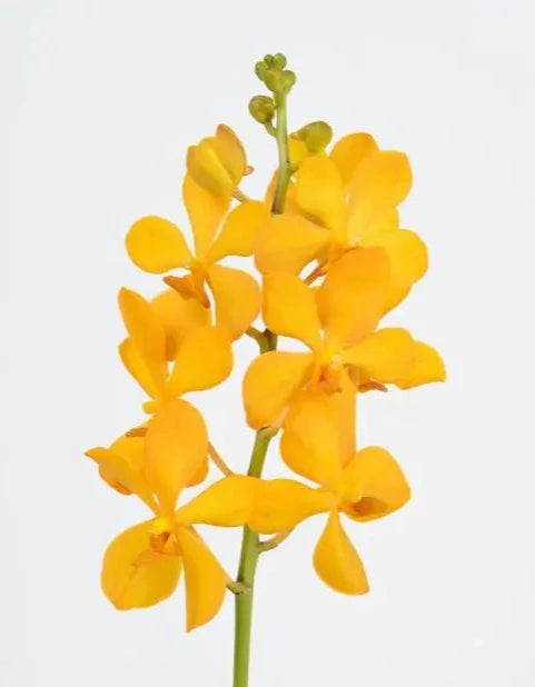 Yellow Mokara Orchids 60 Stems