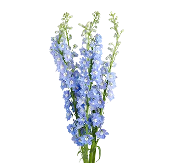 Light Blue Delphinium 100 stems