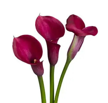 Hot Pink Mini Calla Lily Flower 60, 100, 120 or 200 Stems