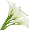 White Mini Calla Lily 60, 100, 120 or 200 Stems