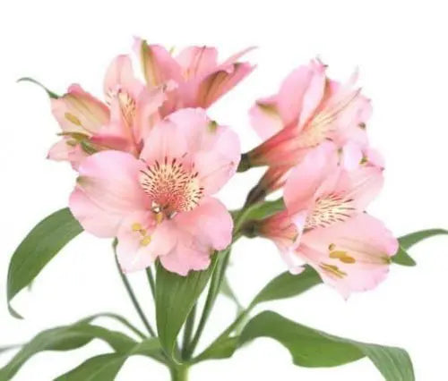 Light Pink Alstroemeria Flower 12 Bunches