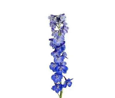 Blue Delphinium 100 Stems