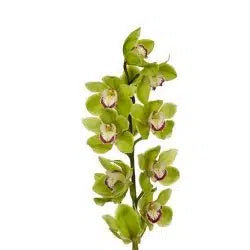 Green Cymbidium Orchid 10 Stems