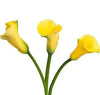 Yellow Mini Calla Lily 60, 100, 120 or 200 Stems