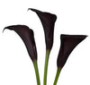 Purple Mini Calla Lily 60, 100, 120 or 200 Stems