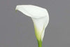 White Mini Calla Lily 60, 100, 120 or 200 Stems