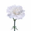 White Carnation 175 or 350 Stems