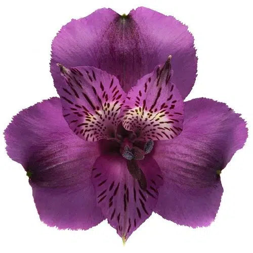 Purple Alstroemeria Flower 12 Bunches