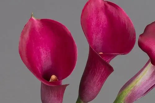 Hot Pink Mini Calla Lily Flower 60, 100, 120 or 200 Stems