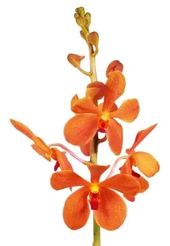 Orange Mokara Orchid 60 Stems