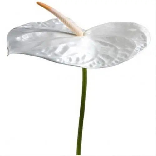 White Anthurium 40 or 80 Stems