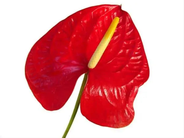 Red Anthurium 40 or 80 Stems