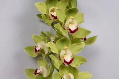 Green Cymbidium Orchid 10 Stems