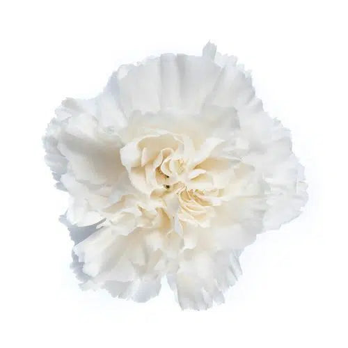 White Carnation 175 or 350 Stems