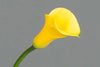 Yellow Mini Calla Lily 60, 100, 120 or 200 Stems