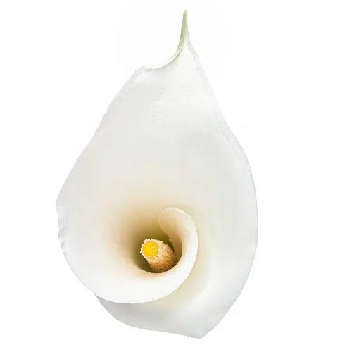 White Calla Lily Long Stemmed 30 stems