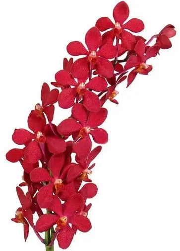 Ruby Red Mokara Orchids 60 Stems