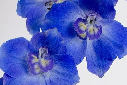 Blue Delphinium 100 Stems