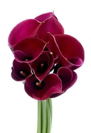 Hot Pink Mini Calla Lily Flower 60, 100, 120 or 200 Stems