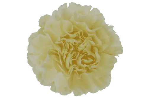 Cream Carnation 175 or 350 Stems