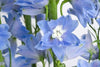 Light Blue Delphinium 100 stems