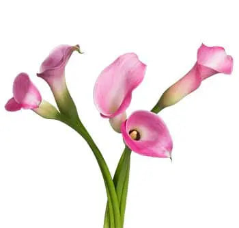 Pink Mini Calla Lily Flower 60, 100, 120 or 200 Stems