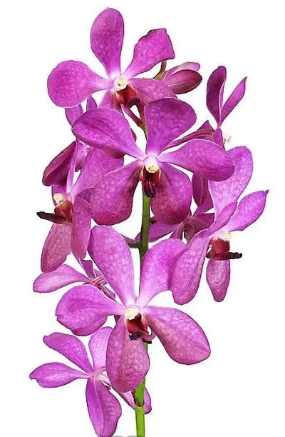 Light Purple Mokara Orchids 60 Stems