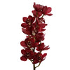 Red Cymbidium Orchid 10 stems