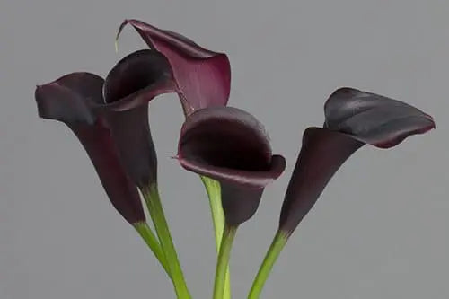 Purple Mini Calla Lily 60, 100, 120 or 200 Stems