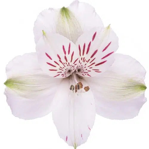 White Alstroemeria Flower 12  Bunches