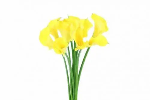 Yellow Mini Calla Lily 60, 100, 120 or 200 Stems