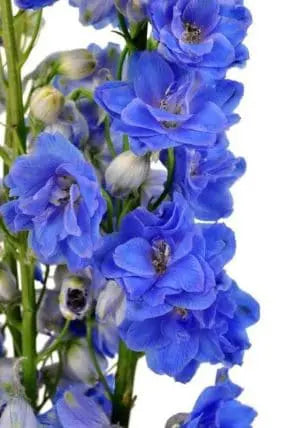 Blue Delphinium 100 Stems