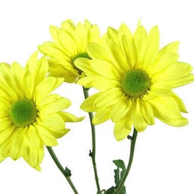 Yellow Daisy Flower 12 or 24 Bunches