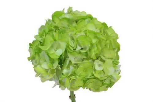 Green Hydrangea 30 stems