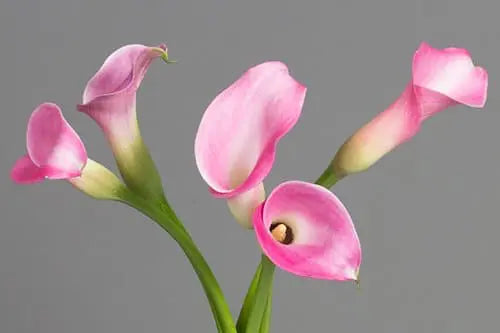 Pink Mini Calla Lily Flower 60, 100, 120 or 200 Stems