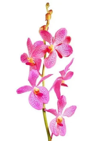 Pink Mokara Orchids 60 Stems