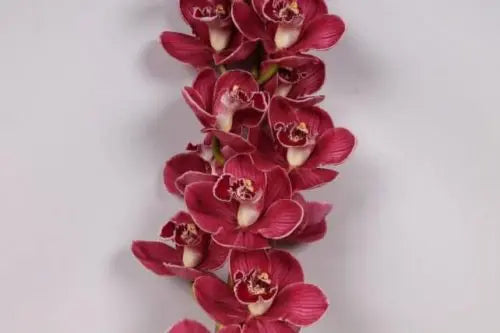 Red Cymbidium Orchid 10 stems