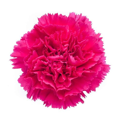 Hot Pink Carnation 175 or 350 Stems