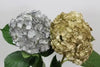 Gold and Silver Hydrangea 30 stems