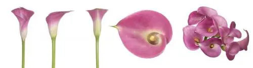 Pink Mini Calla Lily Flower 60, 100, 120 or 200 Stems