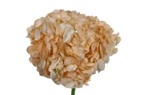 Peach Hydrangea Flower 30 stems