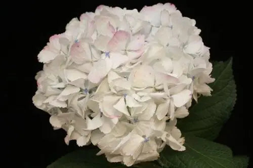 Antique Pink Hydrangea Flowers 14 Stems