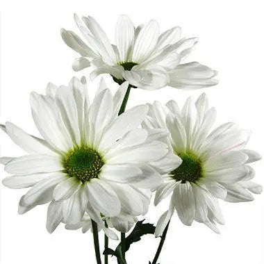 White Daisy Flower 12 or 24 Bunches