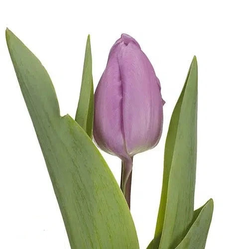 Lavender Tulip 150 or 300 Stems